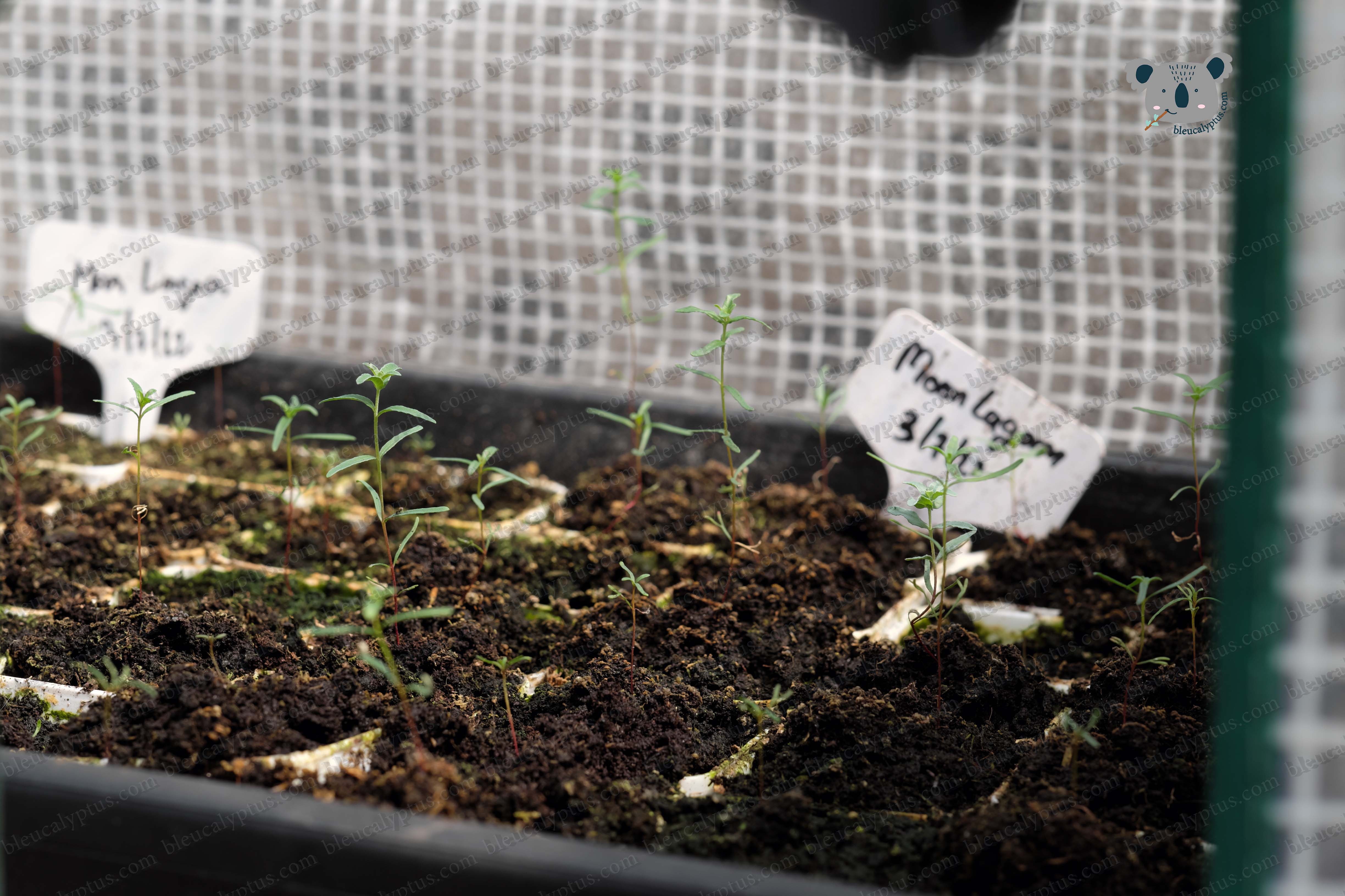 Moon Lagoon Eucalyptus Seedling